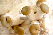 Pleurotus ostreatus
