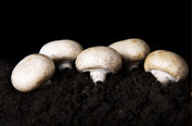 Agaricus bisporus