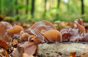 Auricularia auricula-judae
