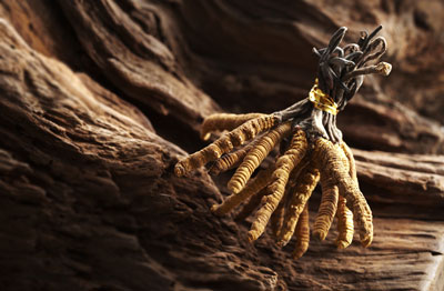 Cordyceps sinensis, Chinesischer Raupenpilz, Tibetischer Raupenpilz, Jartsa Gunbu, Raupenkeulenpilz, Ophiocordyceps sinensis