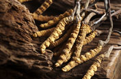 Cordyceps sinensis
