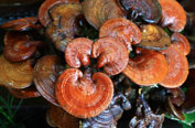 Ganoderma lucidum