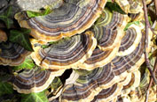 Trametes versicolor