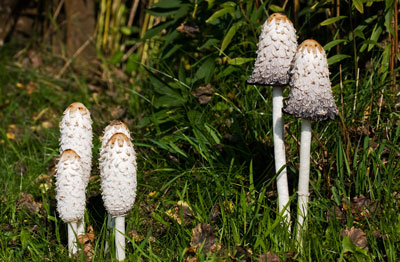 Coprinus comatus, Schopftintling, Porzellantintling, Tintenpilz, Tintenschopfling, Spargelpilz