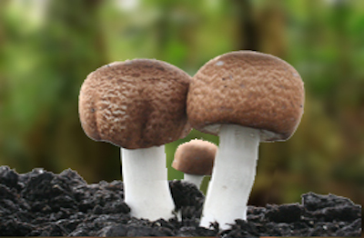 Agaricus blazei Murrill